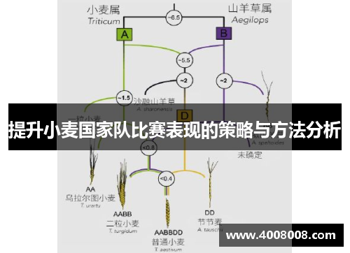 提升小麦国家队比赛表现的策略与方法分析