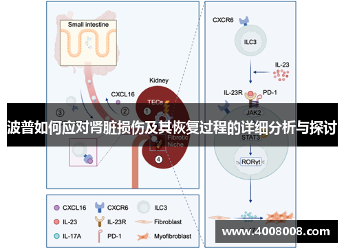 波普如何应对肾脏损伤及其恢复过程的详细分析与探讨